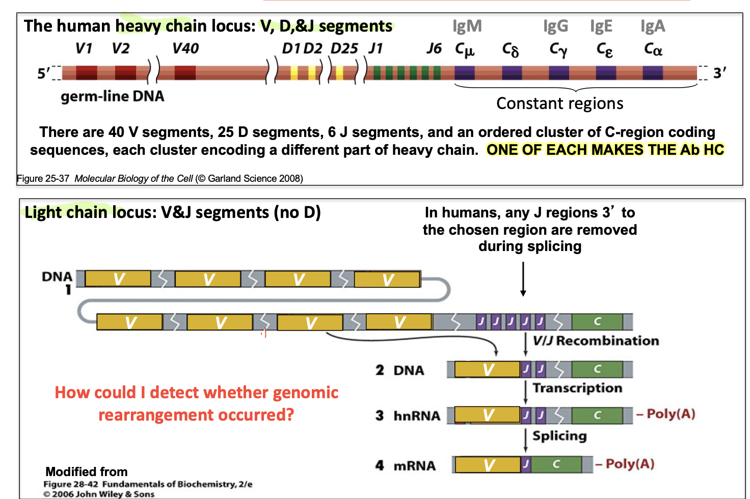 <p>generated by genetic recombination (permanent genomic rearrangement)</p>