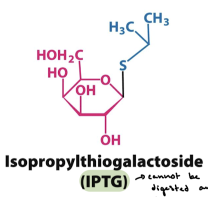 <p>IPTG (isopropylthiogalactoside) binds to the repressor and causes it to dissociate from the operator. IPTG cannot be digested and is very stable, but can still leave the operator.</p>