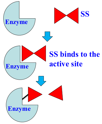 <ol><li><p>the SS binds to the active site of the enzyme</p></li><li><p>the SS is converted to a product</p></li><li><p>a part of the product forms a covalent bond with the enzyme, while the other part leaves</p></li><li><p>enzyme becomes inactive</p></li></ol>
