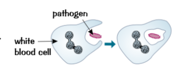 <p>3 lines of attack when white blood cells come across invading microbes</p>