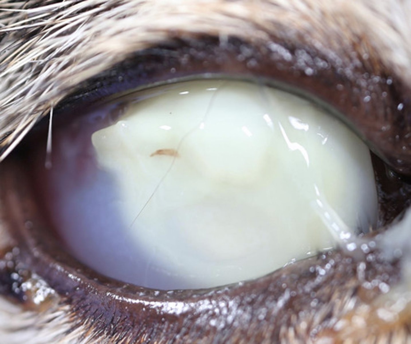 <p>How is corneal cellular infiltrate treated?</p>