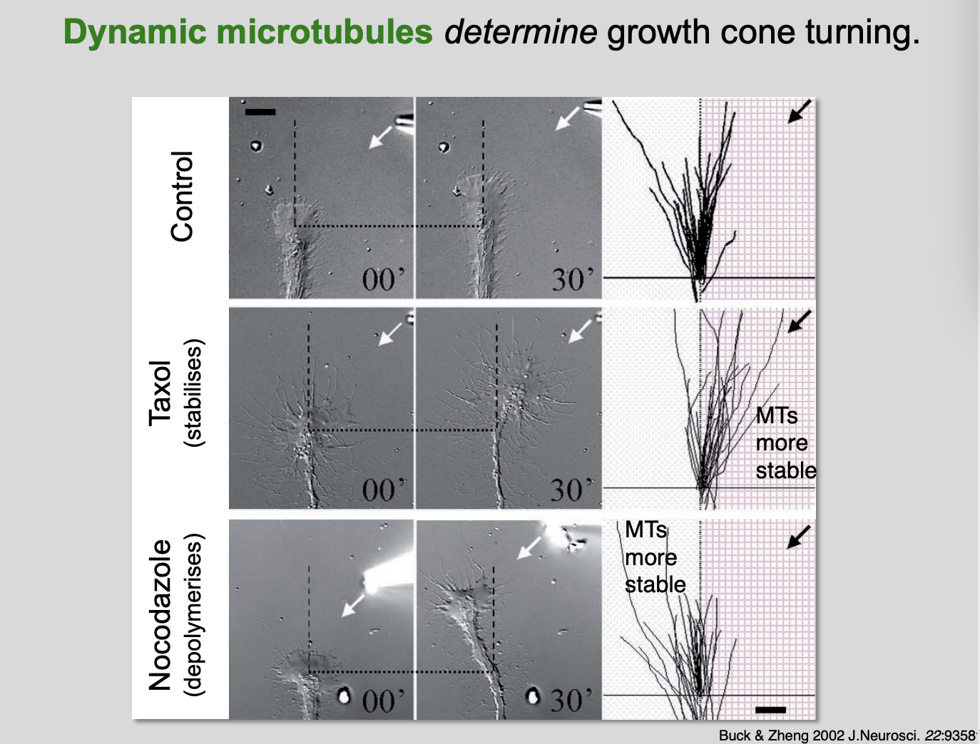 <p>Micropiteppte experiments</p><ul><li><p>control→ random growth</p></li><li><p>Taxol→ stabilises MTs→ so go twards the direction of the substance </p></li><li><p>Nocodazole→ depolymerises→ MTs are more stable on the opposite side to the substance</p></li></ul><p></p>