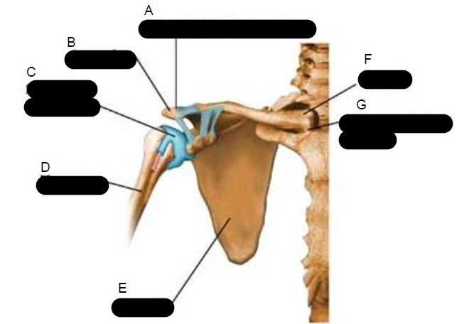 <p>Clavicles ( Collarbones )</p>
