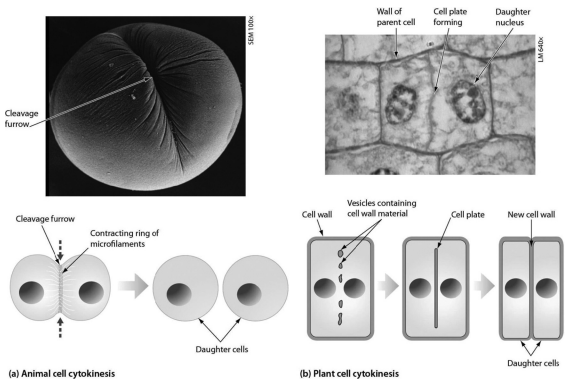 <p>as shown in the accompanying figure, plant cell cytokinesis differs from animal cell cytokinesis because:</p>
