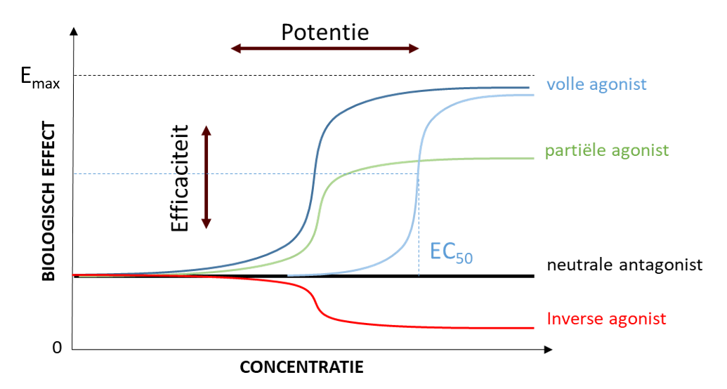 <p>Deze grafiek geeft het biologisch effect weer in functie van de concentratie van een geneesmiddel. Wat is <strong>potentie</strong>? Leg hierbij de term volle & partiële agonist uit.</p>
