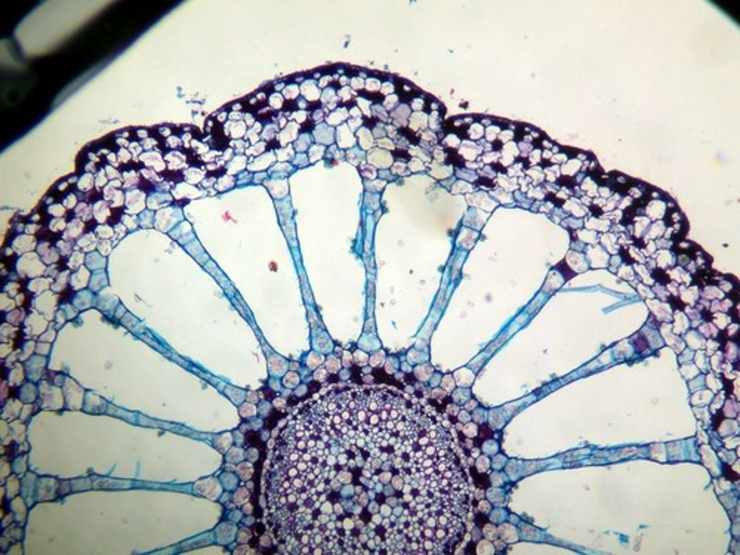 <p>a soft plant tissue containing air spaces, found especially in many aquatic plants</p>