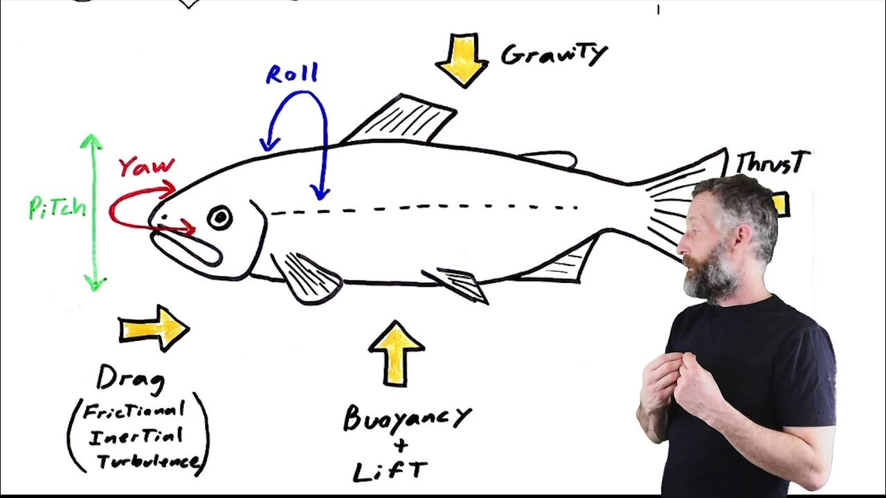 <p>along transverse axis, up &amp; down movement, esp. at the front of the bodythe </p><p>– Controlled by pectoral fins; pelvic fins in</p><p>advanced fish</p>