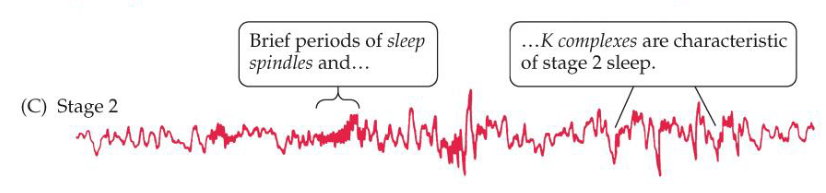 <p>K complexes and sleep Spindles</p>
