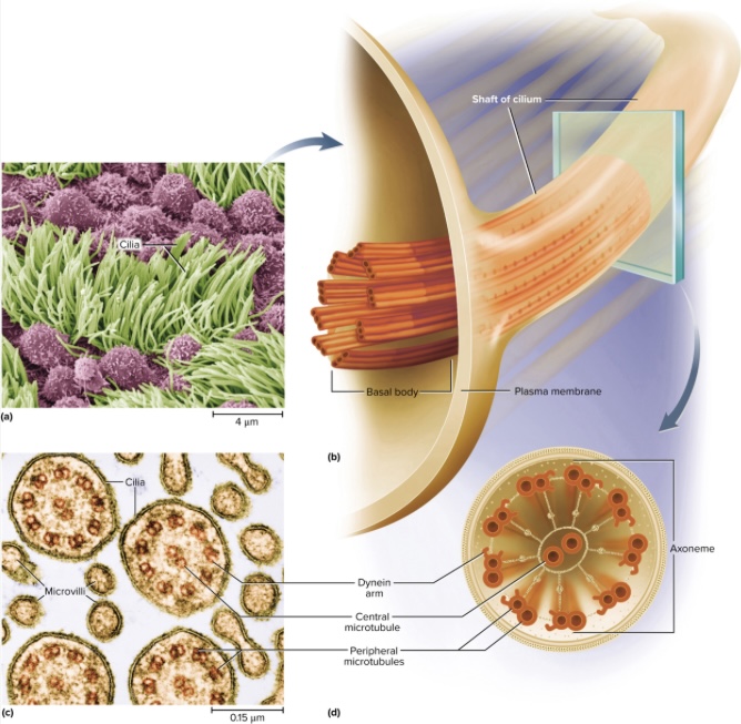 <p>Axoneme: 2 central microtubules surrounded by 9 paired structures of microtubules (called basal body once continued into cell); dynein arms “crawl” up adjacent  microtubules, bending the cilium (uses energy from ATP)</p>