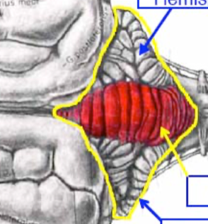 <p>From the dorsal view of the cerebellum, it can be split into 3 sections… what are the 2 lateral portions called, and what is the central portion called?</p>