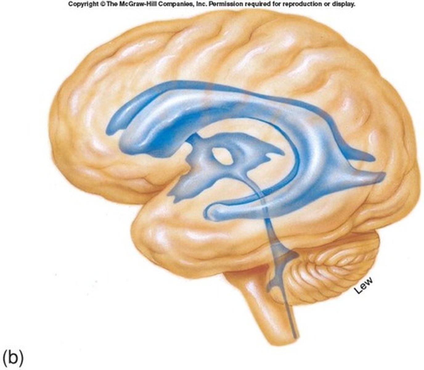 <p>Cavities that produce and contain CSF.</p>