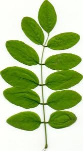 leaflets in rows, one at tip
