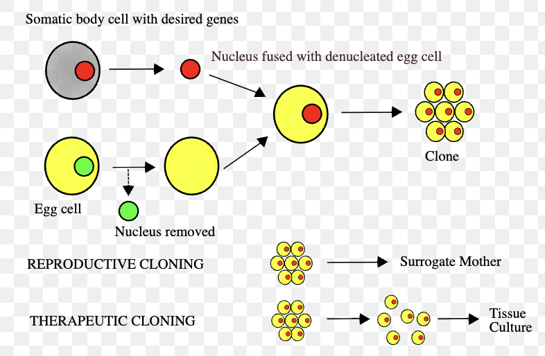<p>Creating exact genetic copies of an organism or cell.</p>
