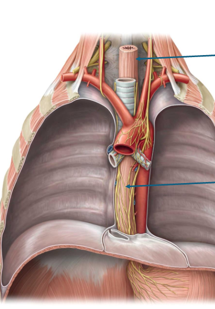 <p>top to bottom </p>