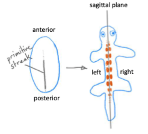 <p>Vertebrates are bilaterians- animals with bilateral symmetry </p><ul><li><p>anterior: posterior (AP) body axis </p></li></ul><p>Serial repetition of parts along the body axis = segmentation </p><p></p>