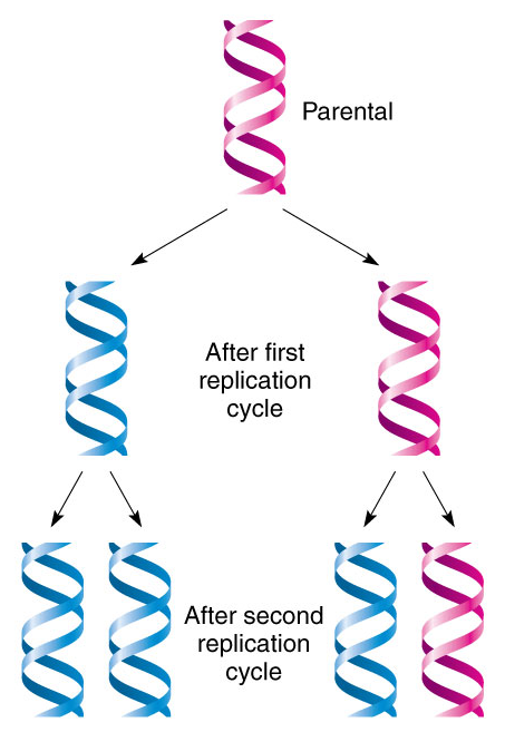 <p><span>Original DNA is kept intact and creates a completely new copy</span></p>
