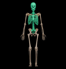 <p>Portion of the skeletal system that consists of the skull, rib cage, and vertebral column</p>