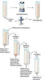 <p>The disruption of a cell and separation of its parts by centrifugation at successfully higher speeds. </p>