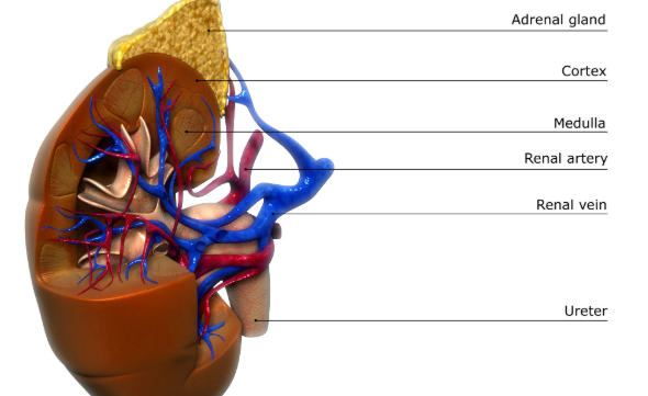 <p>The blood vessel that takes clean blood away from the kidney.</p>