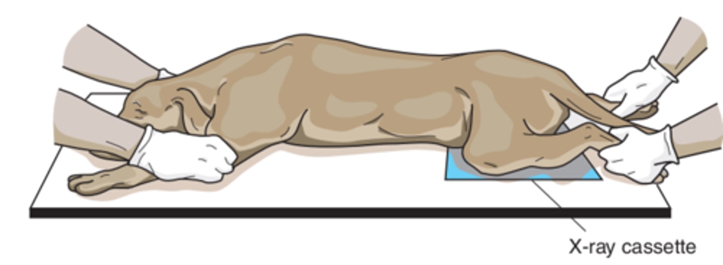 <p>Abdomen; dorsoventral (DV); the beam goes in the dorsal portion (spine) and exits out the ventral aspect (abdomen)</p>