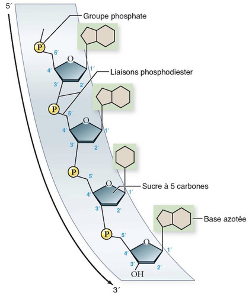 <p>Liaison entre 2 nucléotides : le groupe hydroxyle OH lié au carbone 3' d'un nucléotide va réagir avec le groupe phosphate lié au carbone 5' du nucléotide suivant. </p><p>La chaîne commence toujours par un phosphate en position 5' et se termine par un OH en position 3' : chaîne de nucléotides est orientée de 5' -> 3' (allongement tjrs du coté 3') </p>
