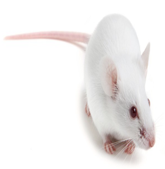 <ul><li><p><span style="color: rgb(255, 255, 255);"><span>Have no B and T cells and thus have a<br>compromised immune system</span></span></p></li><li><p><span style="color: rgb(255, 255, 255);"><span>Are used for determining if an injected candidate stem cell can differentiate in vivo into a multitude of tissue and cell types in vivo</span></span></p></li><li><p><span style="color: rgb(255, 255, 255);"><span>Are also used to determine if a candidate human cancer cell can generate tumors in vivo</span></span></p></li></ul><p></p>