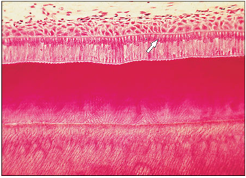 <p>Identify the structure:</p><p>Specie:</p><p>Stain used:</p>