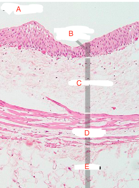 <p>Ureter </p>