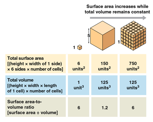 <p>a cube with sides of 5 units has a surface area that increases while the total volume remains constant as it is divided into smaller cubes with sides of 1 unit. each face of the larger cube is 5×5</p>