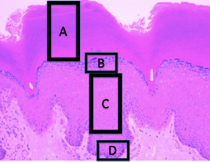 <ol><li><p>identify each structure</p></li></ol><p></p>