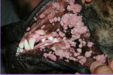 <p>Carcinogens </p>