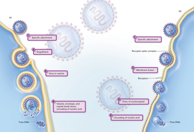<p>The flexible cell membrane of the host is penetrated by the whole virus or its nucleic acid<br>• Penetration through endocytosis happens when an entire virus is engulfed by the cell and enclosed in a vacuole or vesicle<br>• Enzymes within the vacuole may break down the capsid to ‘uncoat’ the virus, freeing the nucleic acid<br>• Entry can happen through direct fusion of the viral envelope with the host cell membrane<br>• Envelope merges directly with the cell membrane, liberating the nucleocapsid into the cell’s interior</p>