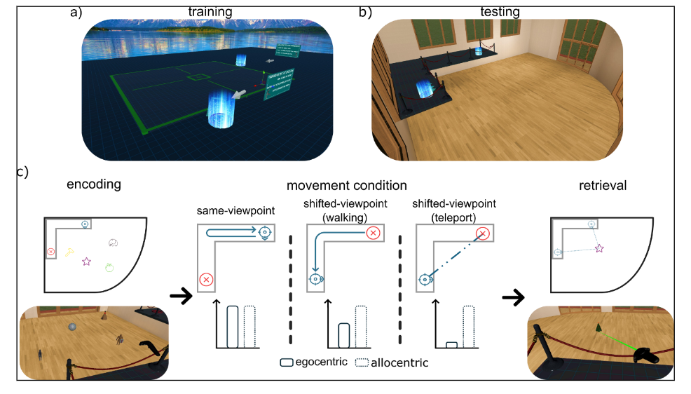 <ul><li><p>vragen: ‘hoe ga je van de consultatieruimte terug naar de wachtruimte’ → meestal moeilijk voor patiënten met Alzheimer</p></li><li><p>via VR:</p><ul><li><p>locaties van bepaalde voorwerpen in ruimte onthouden</p></li><li><p>dan movement condities → beroep doen op allocentrisch navigatiegeheugen</p></li></ul></li></ul><p></p>