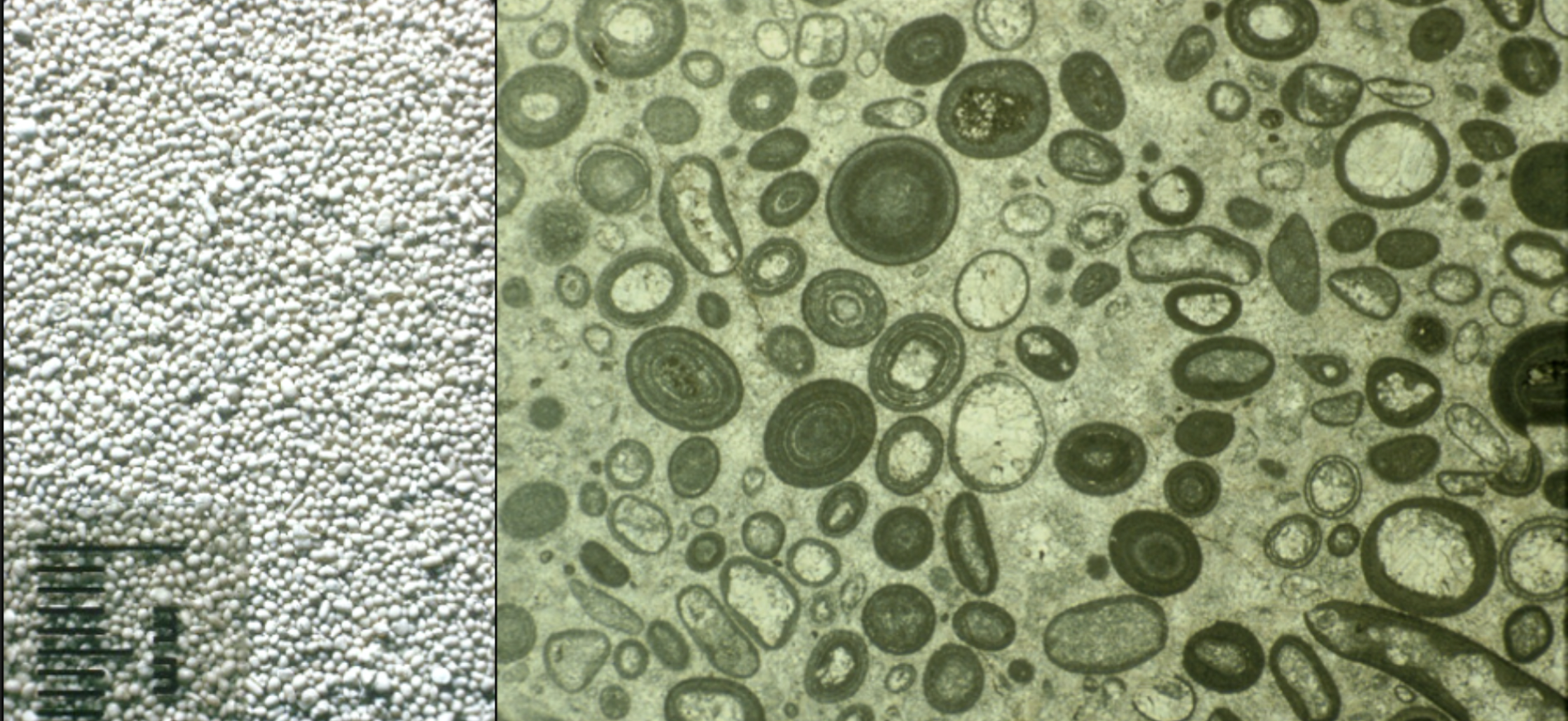 <p>Coated carbonate grains with a nucleus</p>
