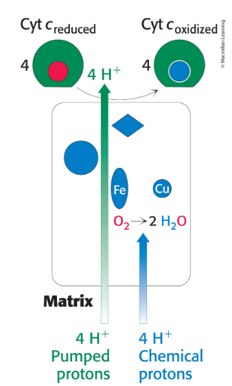 <ul><li><p><span style="color: #000000">Four chemical protons reduce O2 to two H2O.</span></p></li><li><p><span style="color: #000000">Cytochrome c oxidase uses free energy from this reduction to pump 4 H+ from the matrix into the intermembrane space</span></p></li></ul><p></p>