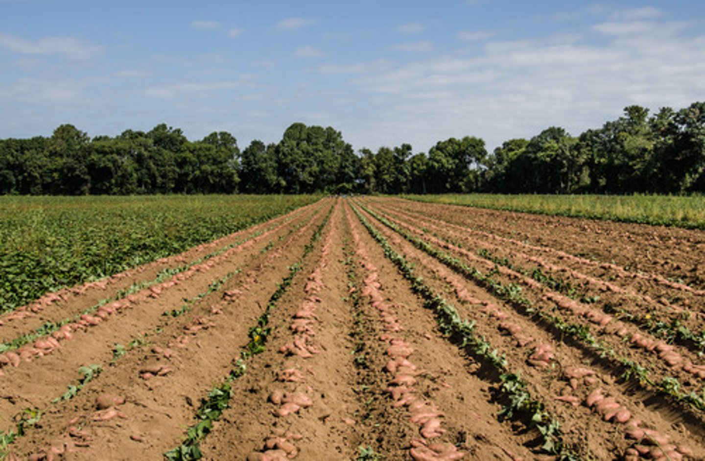 <p>région considérée par rapport à la production agricole</p>