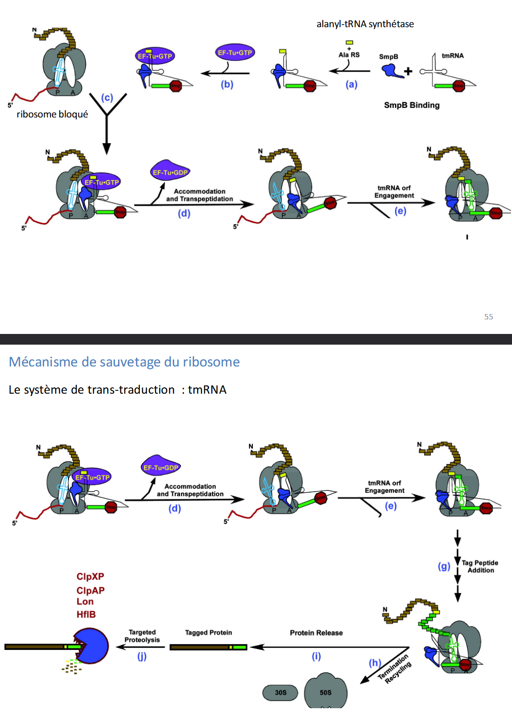 <p>(a) → (c) </p><p>Le <strong>tmRNA</strong> est chargé avec une <strong>alanine</strong><br>Ce complexe s’associe à <strong>SmpB</strong> puis à <strong>EF-Tu-GTP</strong> pour former un complexe actif.</p><p> (d) </p><p>Ce complexe se fixe sur le <strong>ribosome bloqué</strong>, et le <strong>tmRNA</strong> entre dans le <strong>site A</strong><br>→ La <strong>chaîne peptidique</strong> en cours est transférée sur l’alanine du tmRNA.<br>→ L’ARNm défectueux est <strong>rejeté</strong>.</p><p> (e) → (g) </p><p>Le <strong>tmRNA</strong> fournit alors </p><p> </p><ul><li><p>quelques codons codant un <strong>“peptide étiquette” (tag peptide)</strong>,</p></li><li><p>suivi d’un <strong>codon stop</strong>.</p></li></ul><p> </p><p><span data-name="point_right" data-type="emoji">👉</span> La traduction redémarre temporairement sur le tmRNA, jusqu’à ce codon stop.</p><p> (h) → (i) </p><p>La <strong>terminaison</strong> a lieu normalement <br>Le <strong>ribosome est recyclé</strong>, et la <strong>chaîne peptidique complète</strong> est libérée, désormais munie d’un <strong>“tag”</strong> à son extrémité C-terminale.</p><p> (j) </p><p>Cette <strong>étiquette (tag)</strong> sert de <strong>signal de dégradation</strong> :</p><p> </p><ul><li><p>les protéases <strong>ClpXP, ClpAP, Lon, HflB (FtsH)</strong> reconnaissent ce tag</p></li><li><p>→ la <strong>protéine incomplète est dégradée</strong>.</p></li></ul><p></p>