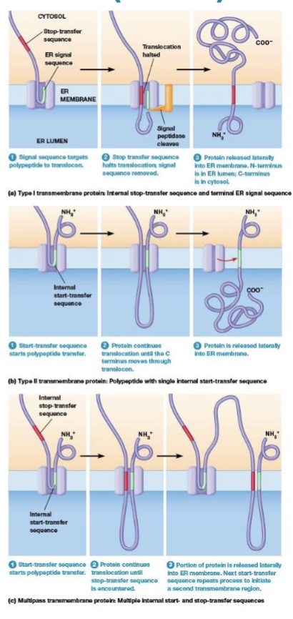 <p>halts translocation of the polypeptide through the ER membrane and the rest of the polypeptide stays on the cytosolic side of the ER membrane, moves laterally forming a permanent transmembrane segment</p>