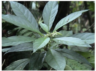 <p><strong>(Polygala tenuiflorum)</strong></p><p>họ Viễn chí (Polygalaceae)</p>