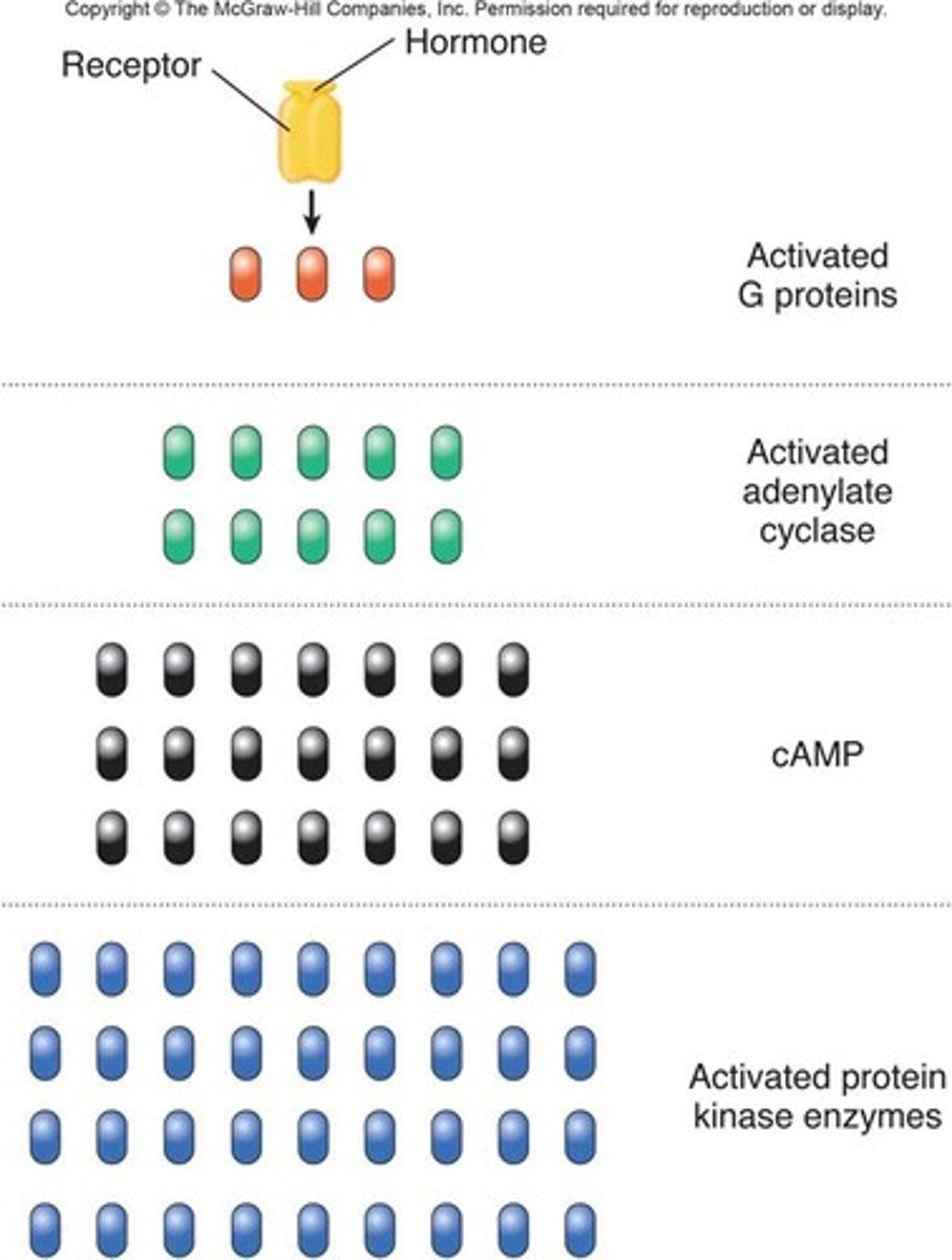 <p>The process in a signal transduction pathway where a single signal leads to the activation of multiple downstream proteins.</p>