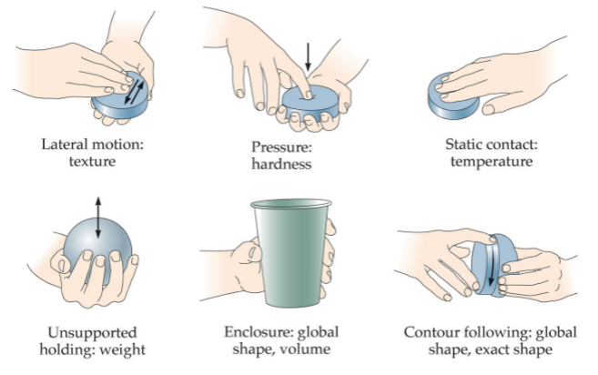 <p>hand movement pattern used to contact objects to perceive their properties</p>