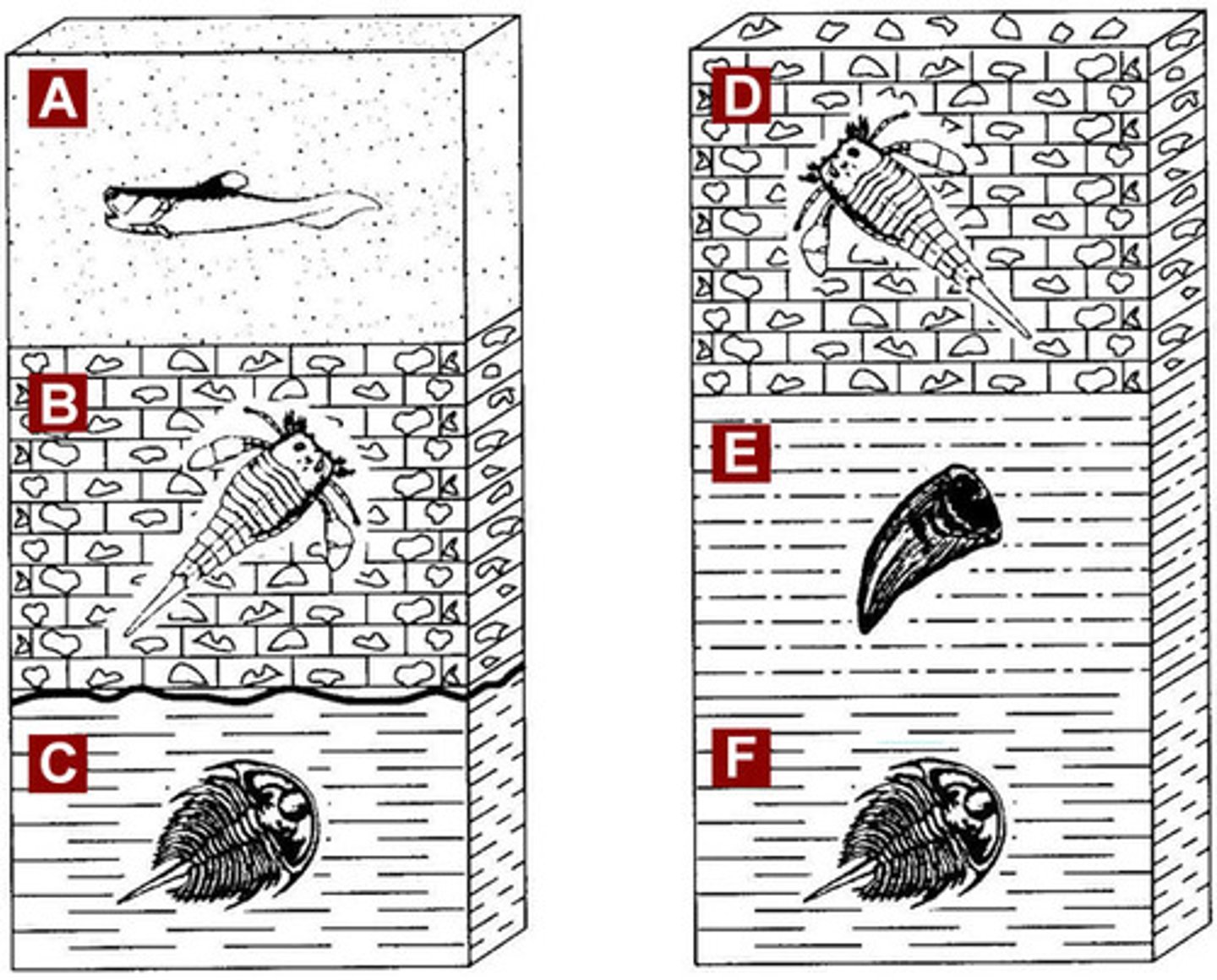 <p>These two rock stratas were taken from two different states. Why is fossil E missing in the left column?</p><p>A. never existed B. unconformity</p><p>C. disconformity D. cross cutting</p>