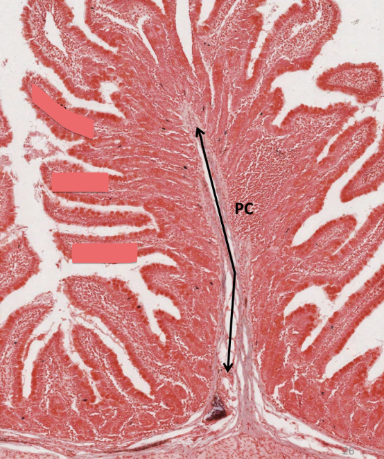 <ul><li><p>small finger-like projections</p></li><li><p>emerge off of plicae</p></li><li><p>further increase surface area</p></li><li><p>capillary network</p></li><li><p>lacteal: transports digested fats</p></li><li><p>PC: plica circularis</p></li></ul><p></p>