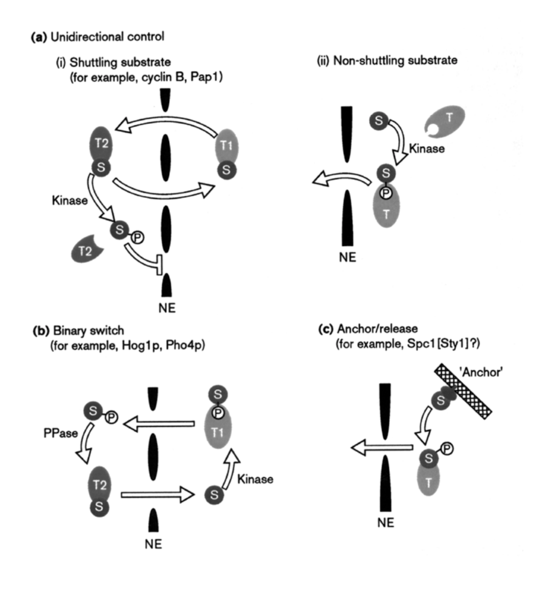 <p><em>another discussed means to regulate nuclear transport: </em></p><p>e.g: </p><ol><li><p>cyclin B1 constantly shuttles between nucleus and cytoplasm in S and G2 phase</p></li><li><p>but phosphorylation of NES is<strong> early mitosis BLOCKS</strong>&nbsp;export</p></li><li><p>→ results in nuclear accumulation</p></li></ol><p></p>