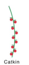 <p>Catkin</p>