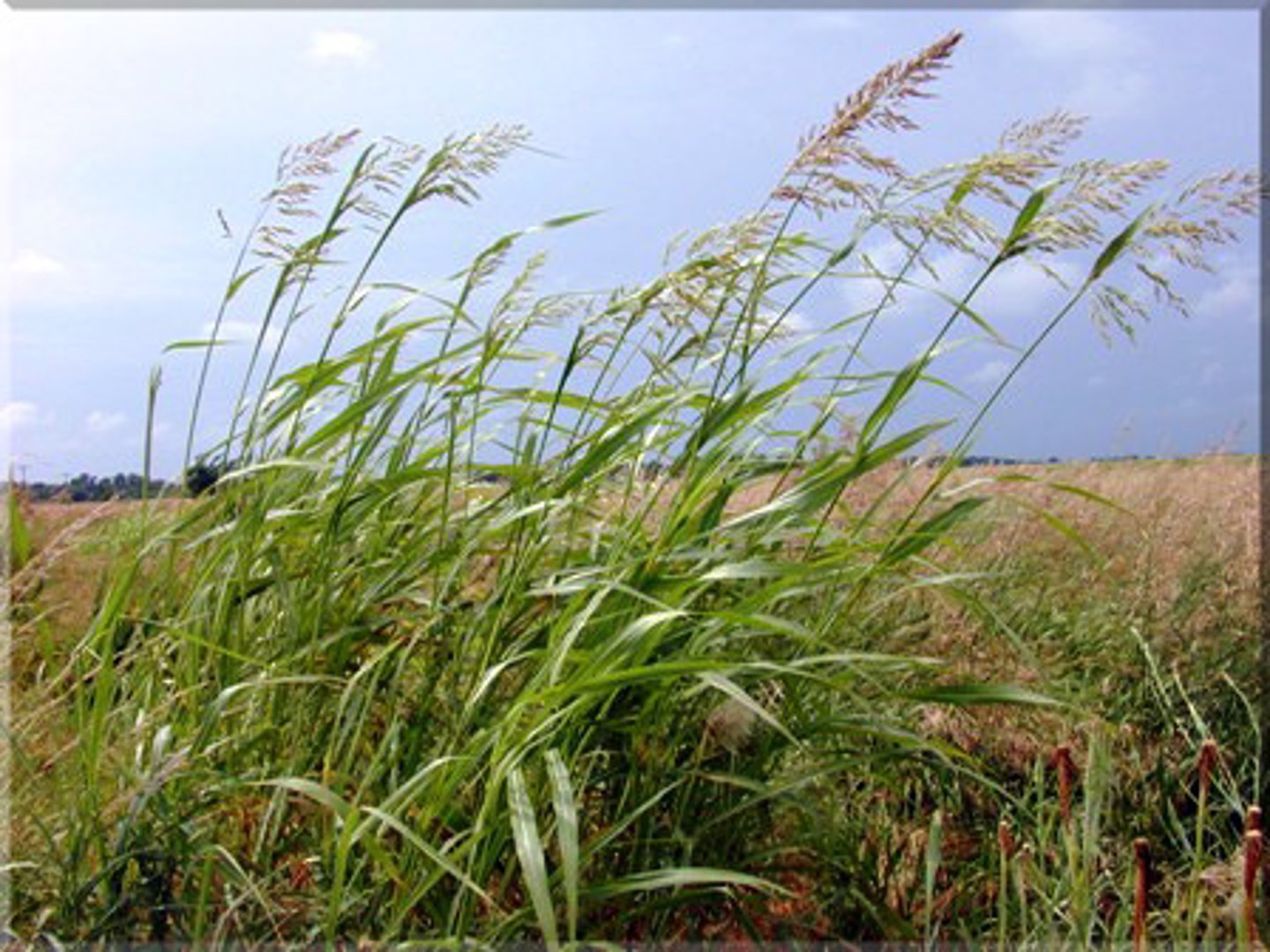 <p>Grains are the fruits of this plant family.</p>