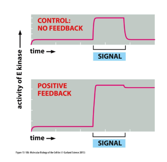 <p>A process where the output of a system enhances or increases its own production, often leading to a greater response. </p>