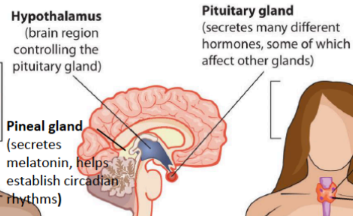 <p>Secretes melatonin and helps establish circadian rhythms</p>