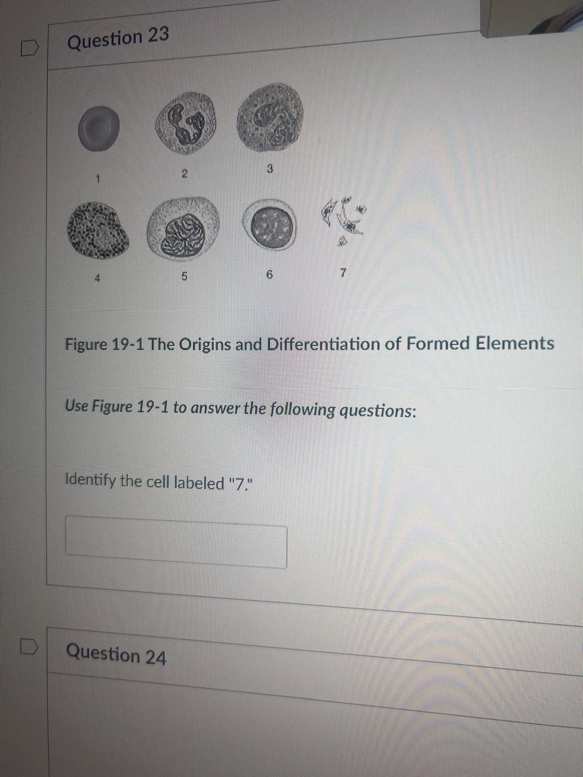 <p><span>Use Figure 19-1 to answer the following questions: Identify the cell labeled "7."</span></p>