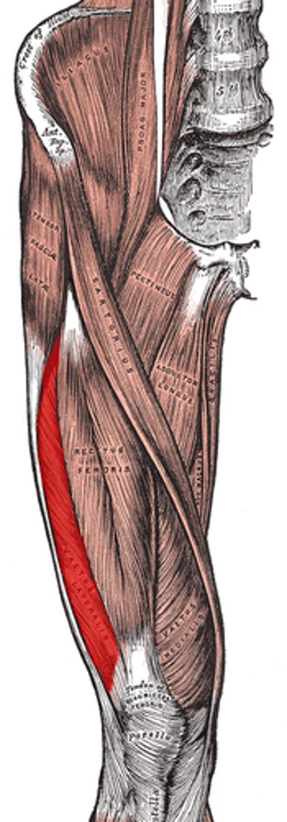 <p>Action: extends leg</p>